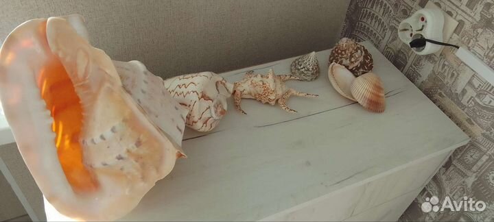 Ракушки для аквариума