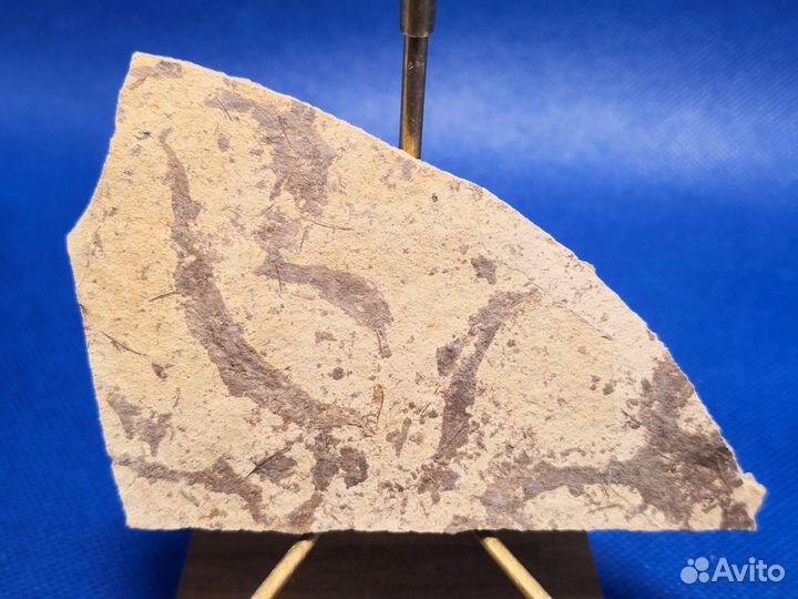 Набор из двух отпечатков лучеперых рыб