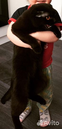 Кошка в дар бесплатно