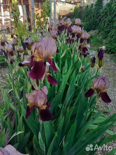 Ирисы