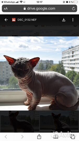 Канадский сфинкс бамбино девочка морщинистый