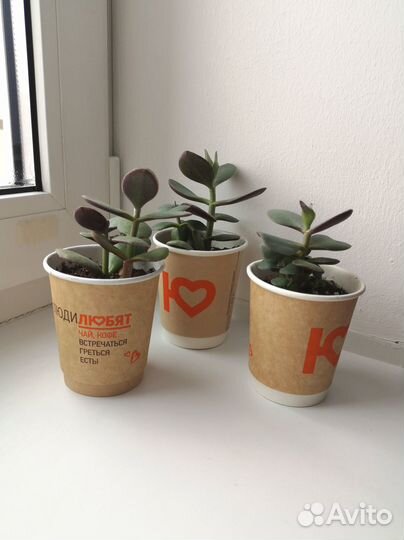 Денежное дерево толстянка крассула