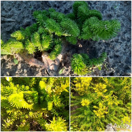 Цветы для сада