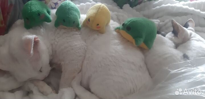 Лягушки, жабки