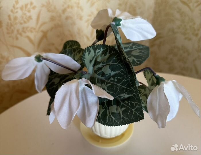 Декоративные цветы в горшках