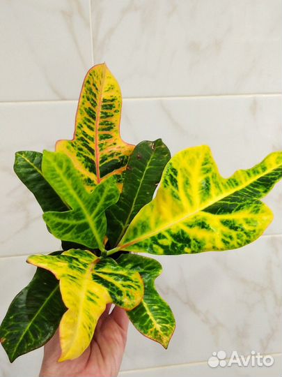 Кодиеум кротон