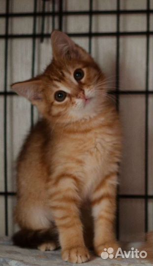 Котенок 4 месяца в заботливые руки