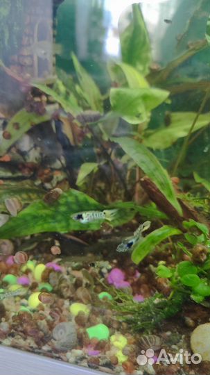 Аквариумные рыбки гуппи