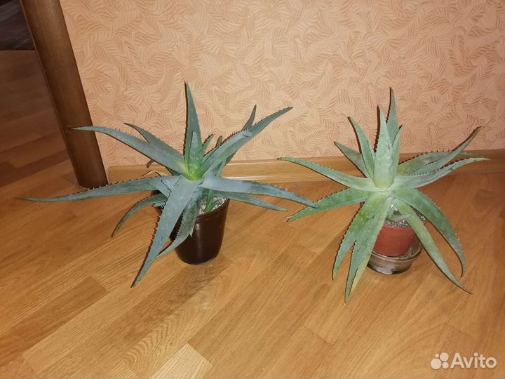 Алоэ вера 1-5 лет