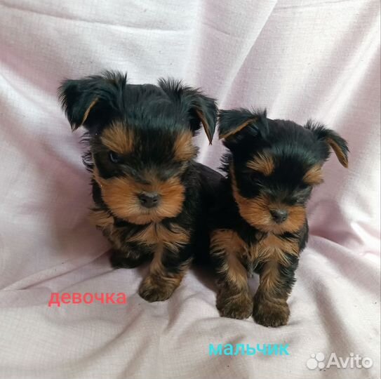 Йоркширский терьер щенки