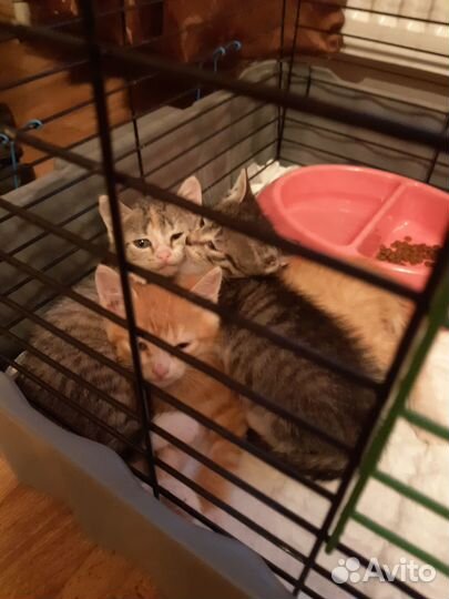 Котенок (девочка) в добрые ответственные руки