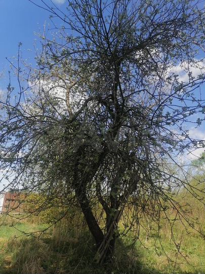 Участок 20 сот. (СНТ, ДНП)