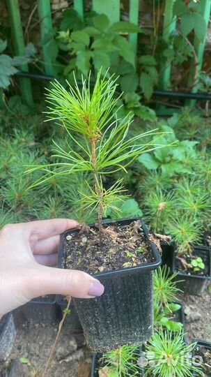 Саженцы кедра корейского 4 года