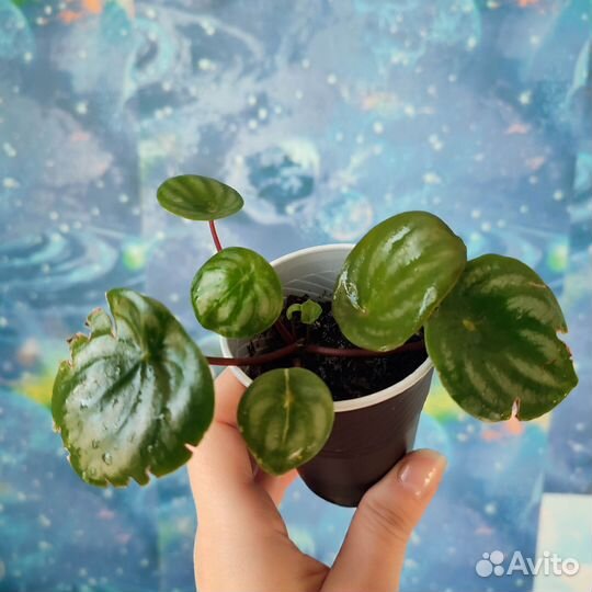 Пеперомия арбузная