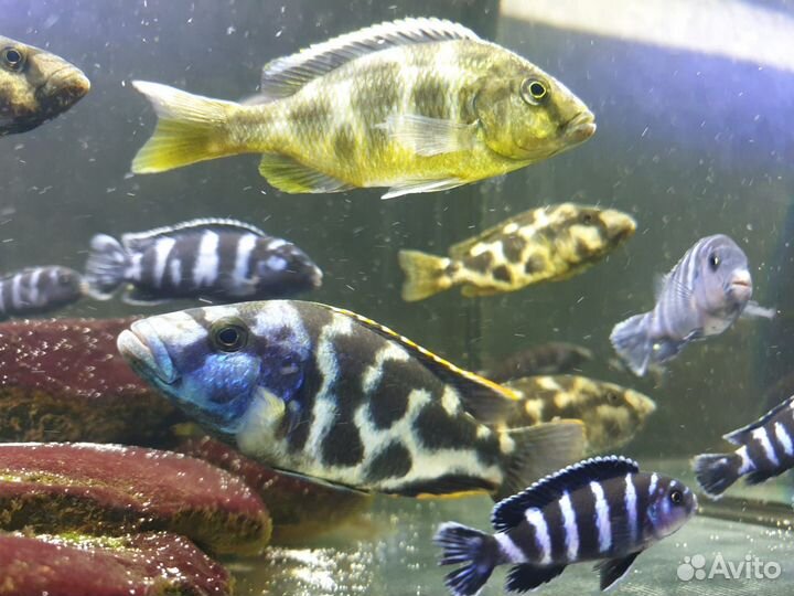 Продаю мальков малавийских цихлид в ассортименте