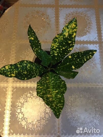 Кротон Голд Сан