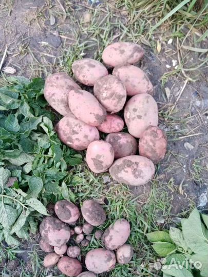 Картофель, урожай 23г