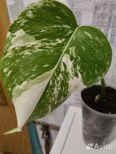 Монстера Альба