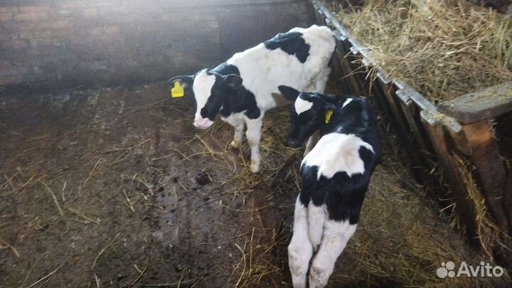 Бычки,телки,телята
