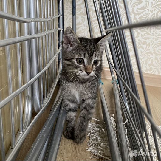 Котята даром