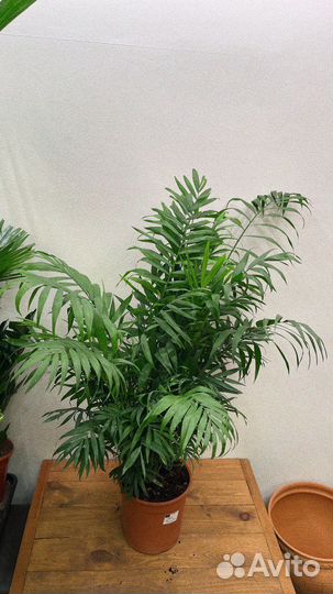Пальма хамедорея