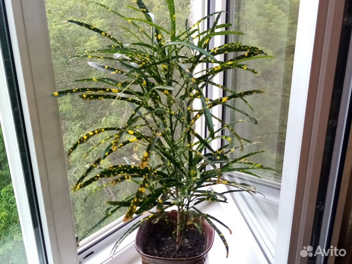 Кротон (кодиеум) брызги шампанского