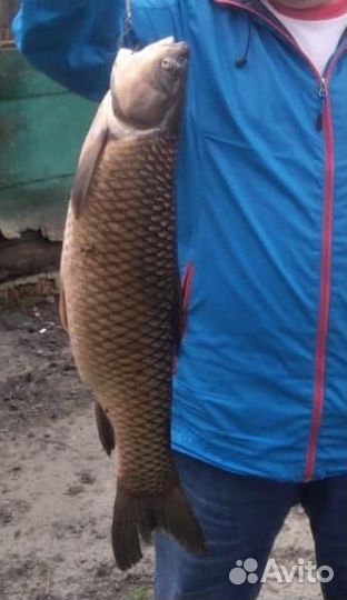 Червь дендробена