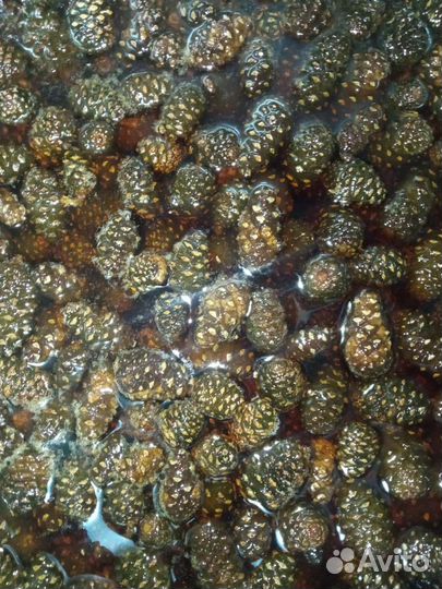 Варенье из сосновых шишек