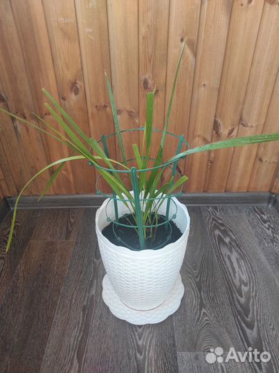 Финиковая пальма