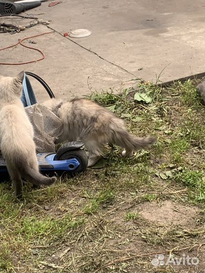 Отдам в хорошие руки бесплатно