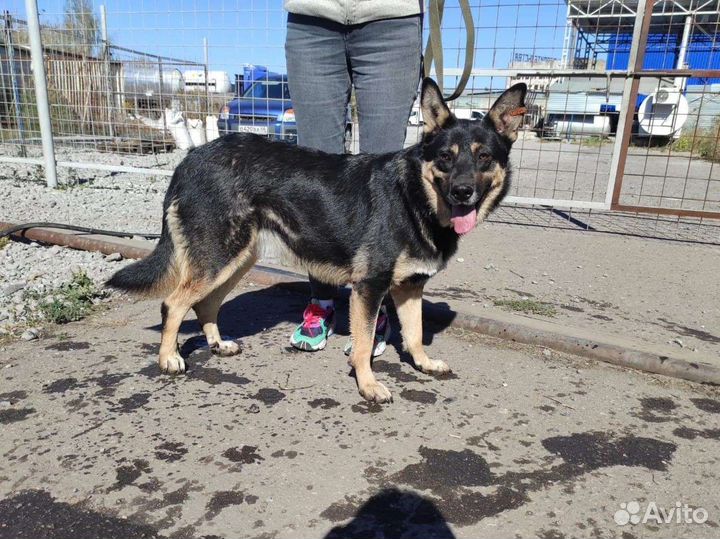 Собака Машенька в добрые руки