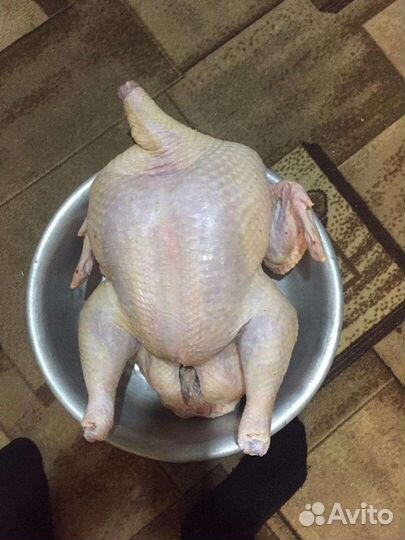 Мясо домашней индейки