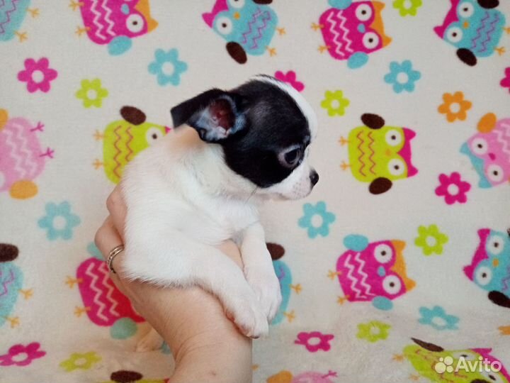 Чихуахуа девочка 1,5 мес