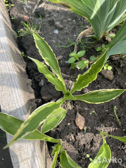 Хоста и хоста мини