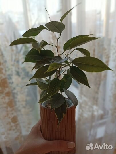 Бенджамина