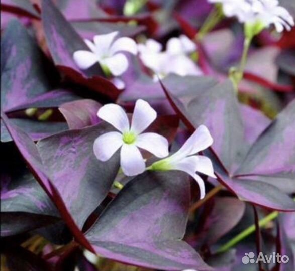 Домашние растения