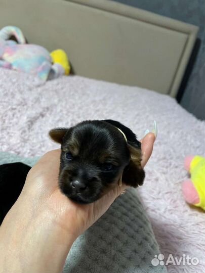 Йоркширский терьер щенки