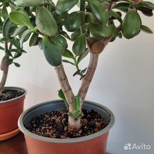 Крассула толстянка