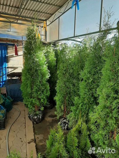 Туя-Пирамидальная