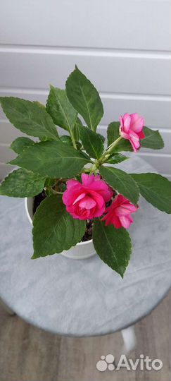 Комнатные цветы