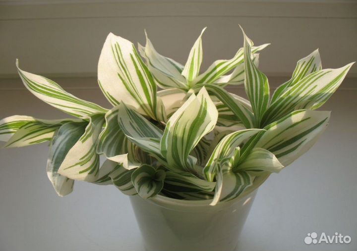 Комнатные растения цветы бесплатно обмен