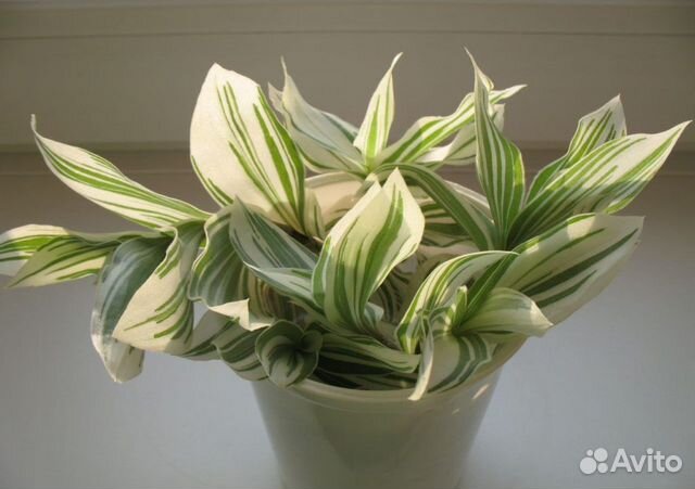 Комнатные растения цветы бесплатно обмен