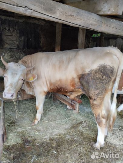 Быки на мясо