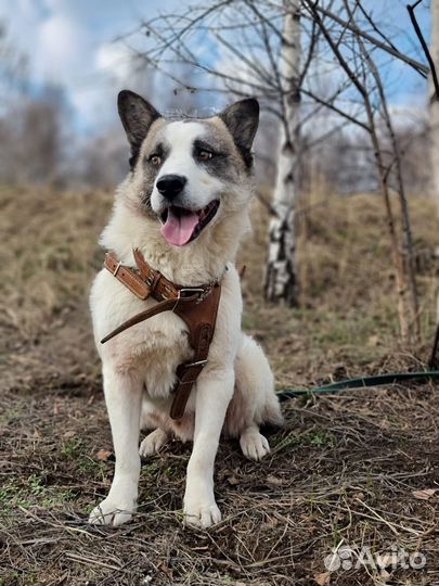 Самый красивый пёс приюта ищет дом