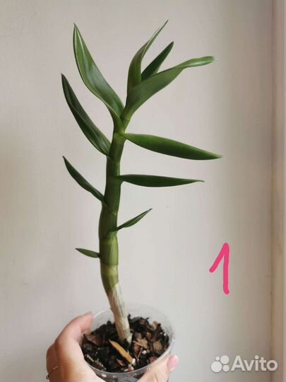 Орхидея дендробиум polar fire