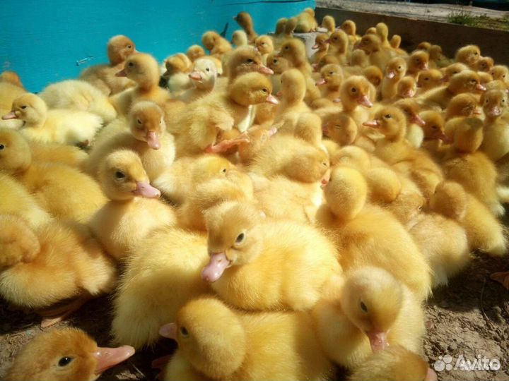 Циплята Радонит, доминанты