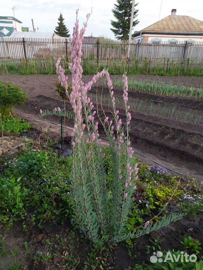 Продам мерикарию большой куст