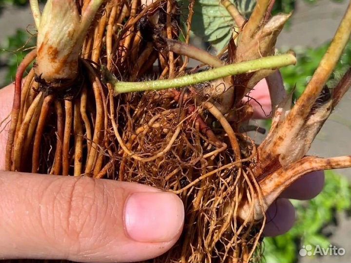 Рассада клубники фриго оптом