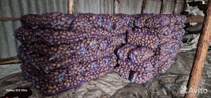 Картофель оптом и в розницу