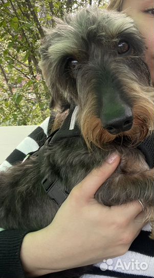 Случка собак